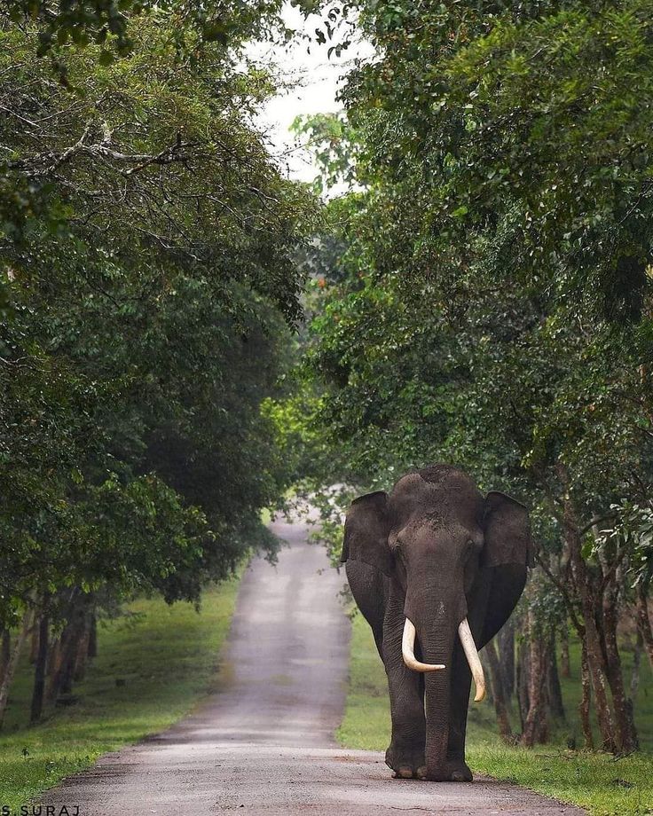 Nagarhole National Park